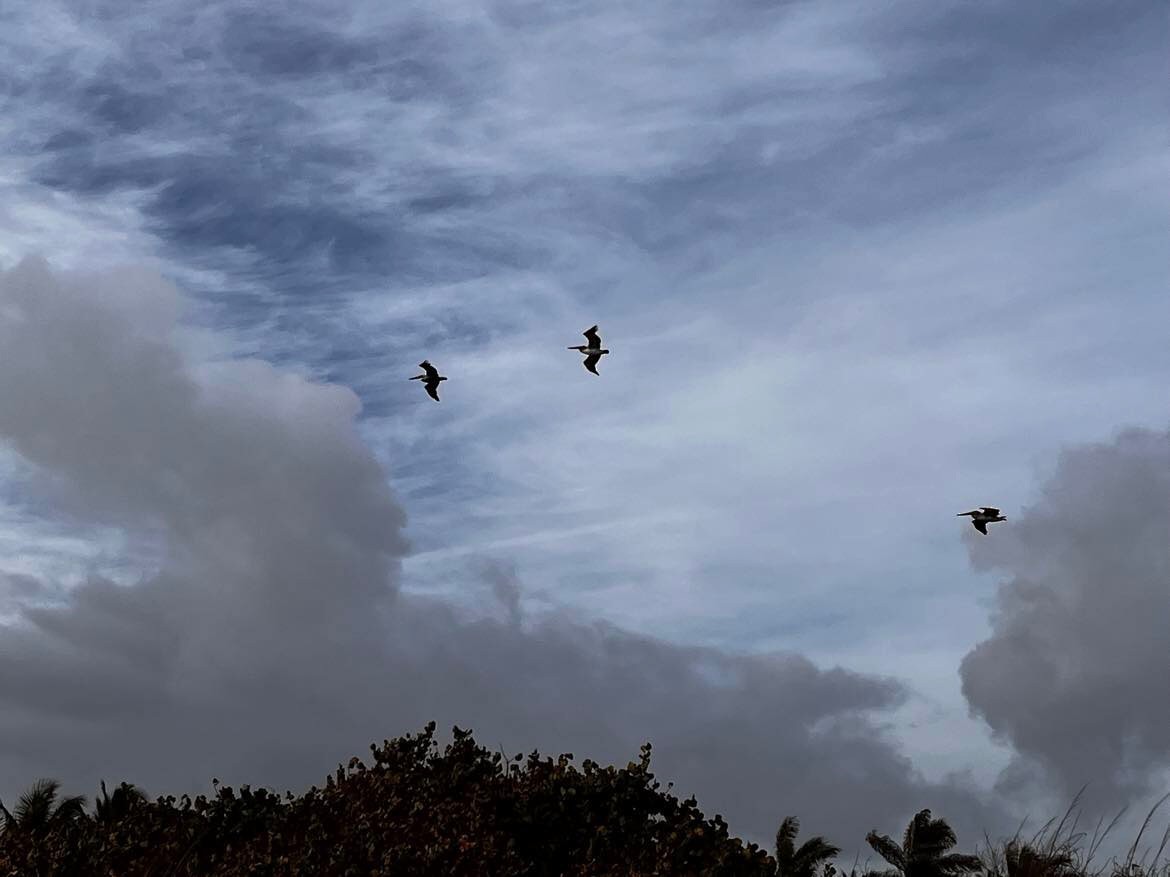 Brown Pelican - Mathieu Briand