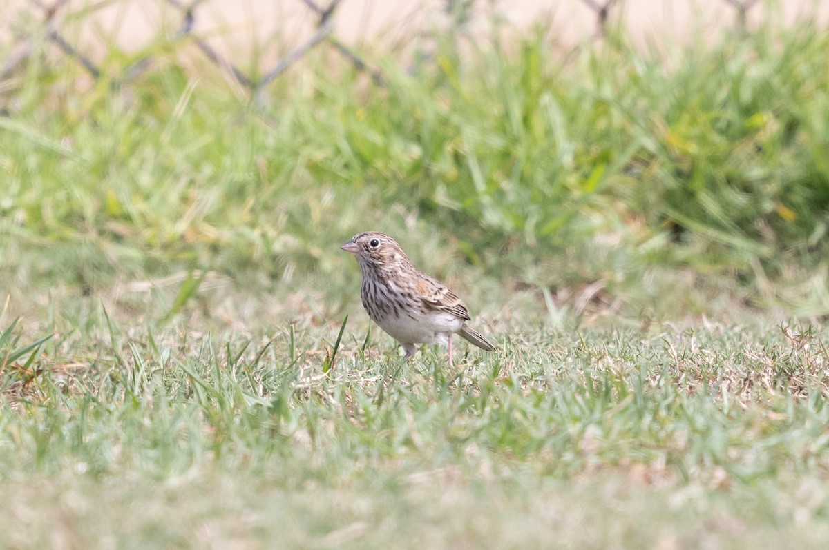 Vesper Sparrow - ML624003335