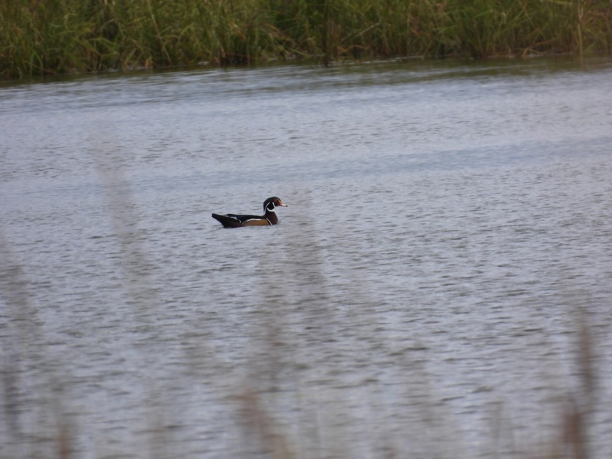 Wood Duck - ML624003340