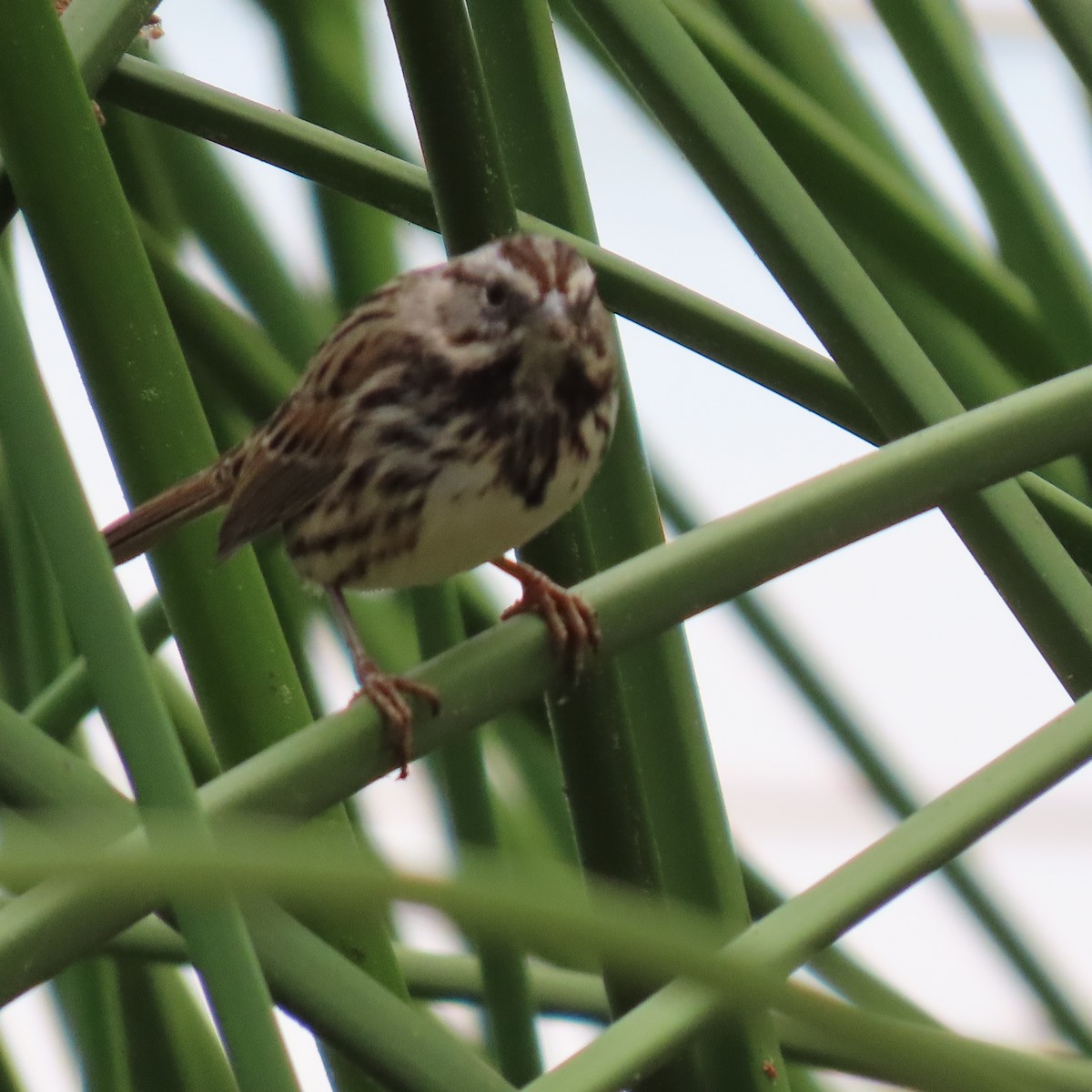 Song Sparrow - ML624003341