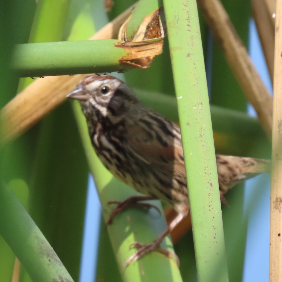 Song Sparrow - ML624003343