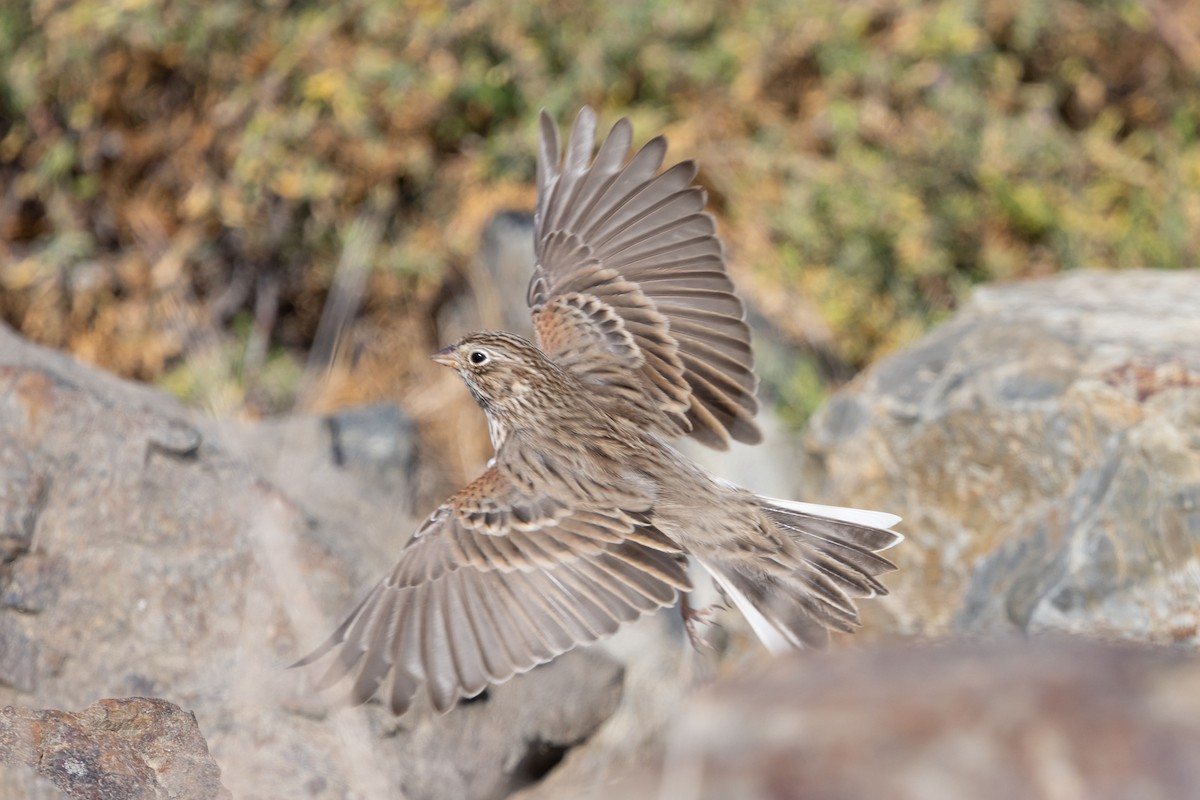 Vesper Sparrow - ML624003345