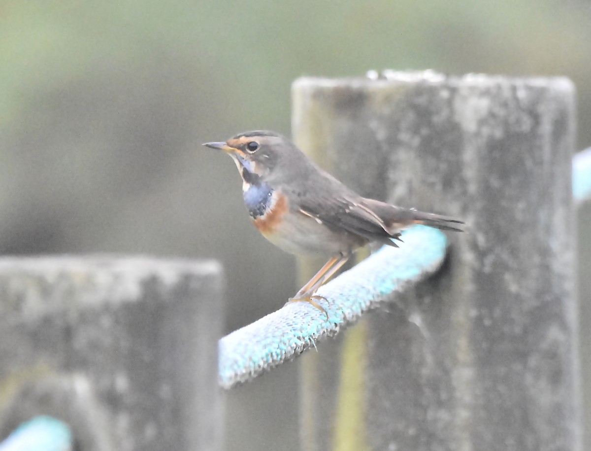 Bluethroat - ML624003352