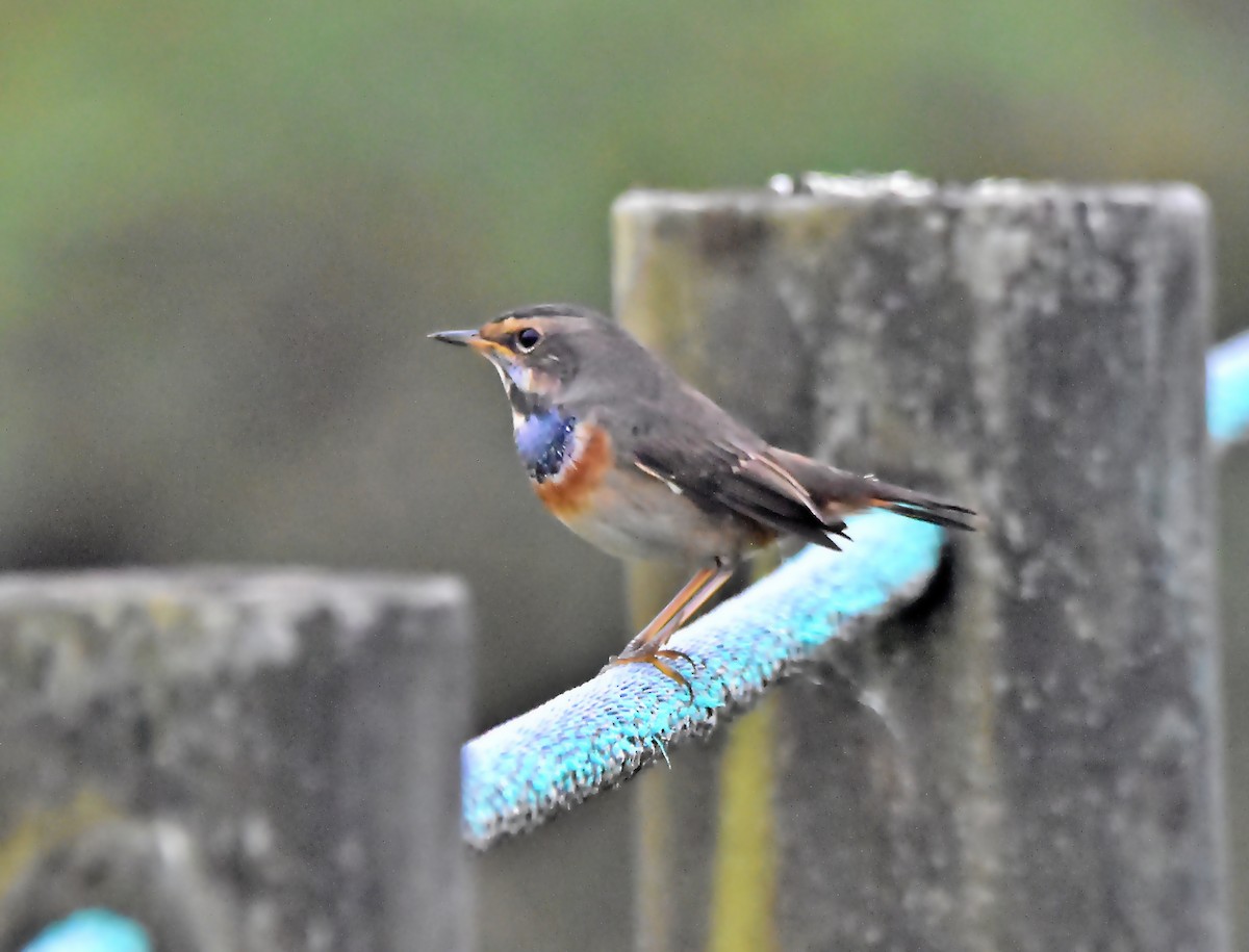 Bluethroat - ML624003353