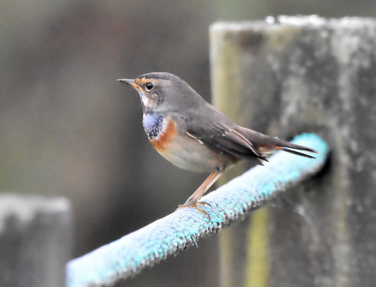 Bluethroat - ML624003354