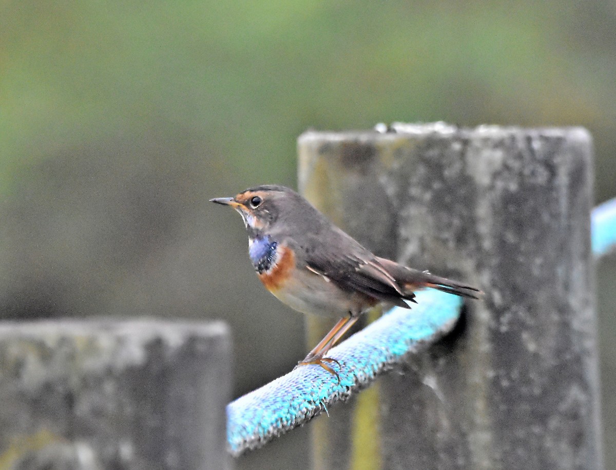 Bluethroat - Joao Freitas