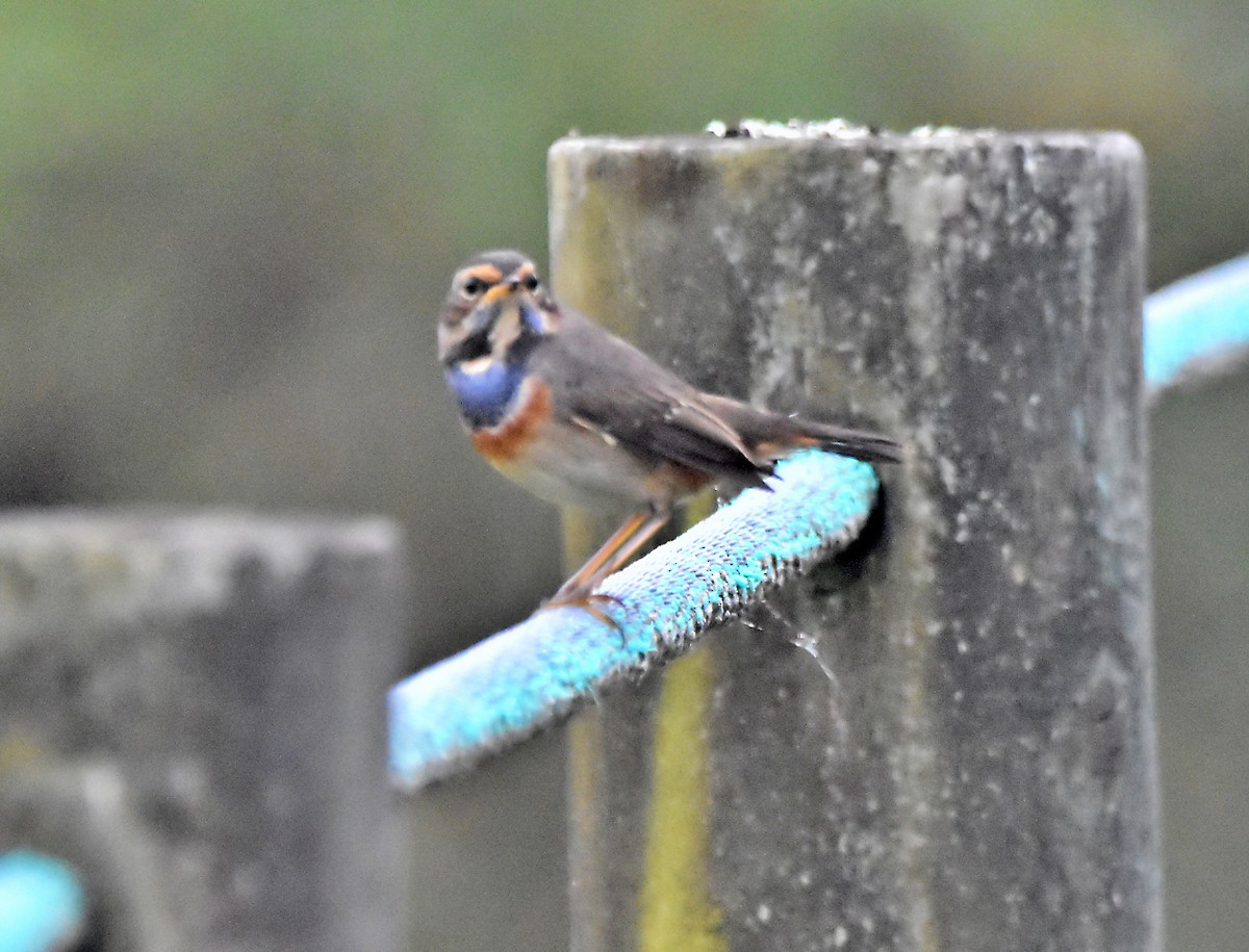 Bluethroat - ML624003356