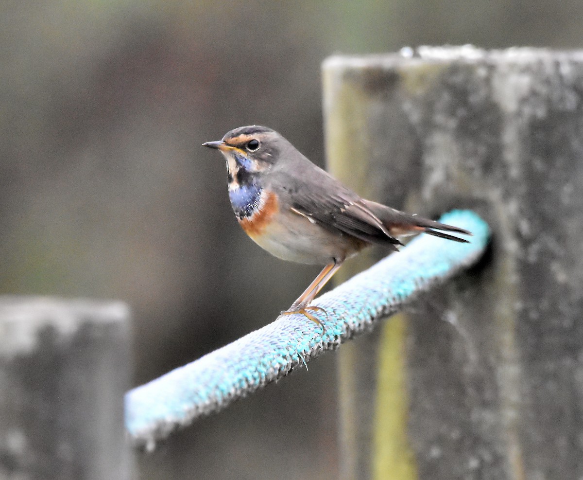 Bluethroat - ML624003359