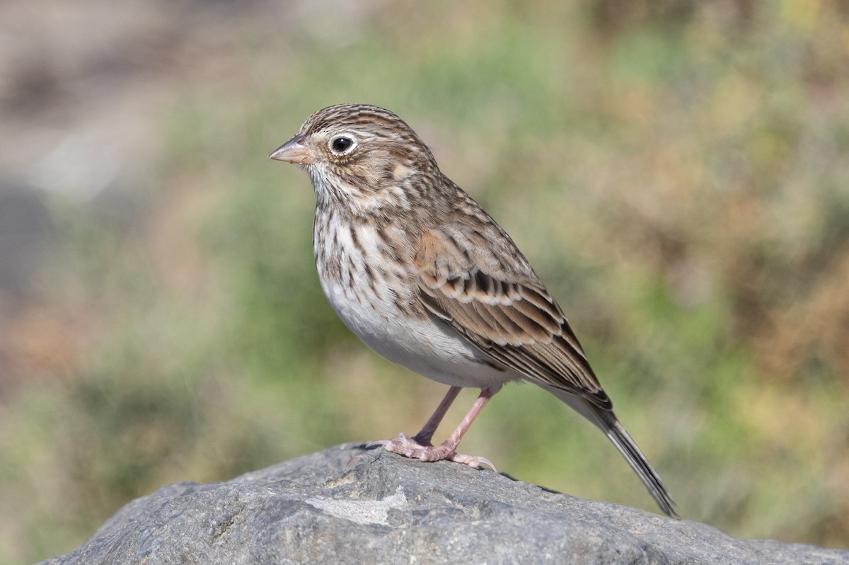 Vesper Sparrow - ML624003361