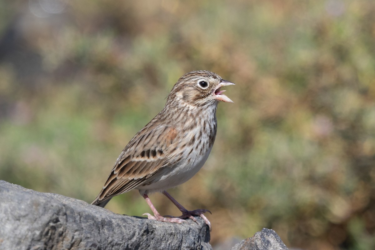 Vesper Sparrow - ML624003362