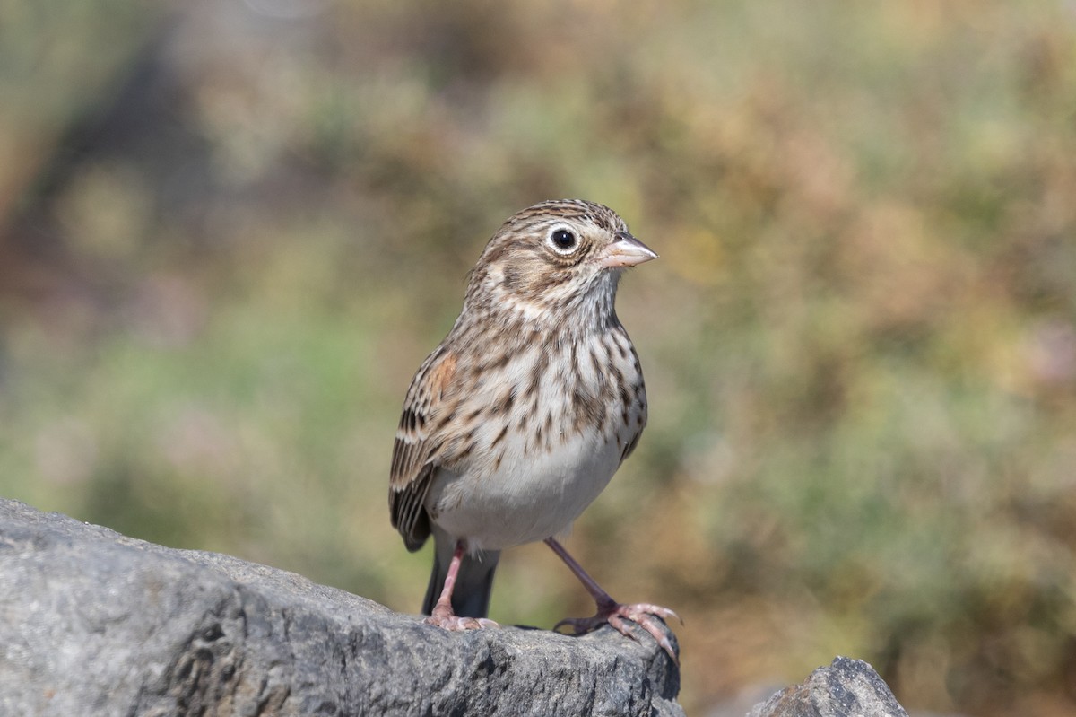 Vesper Sparrow - ML624003368