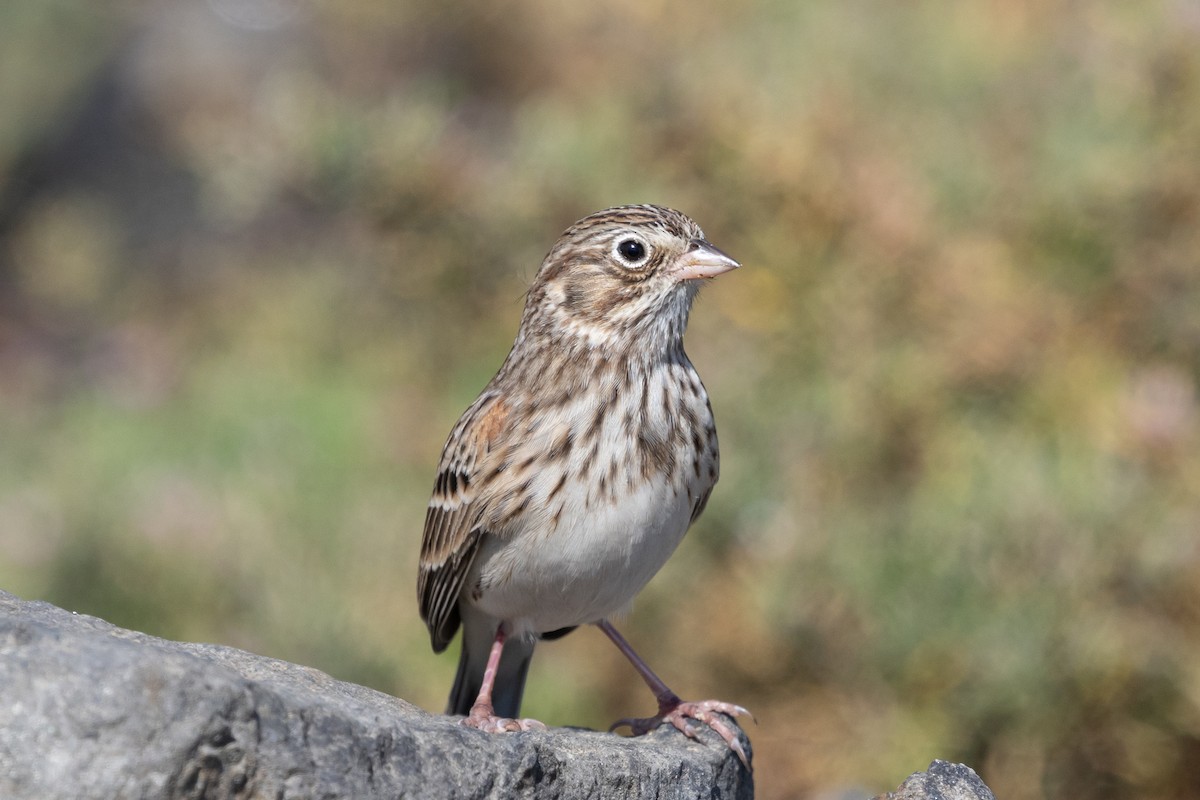 Vesper Sparrow - Nathan French