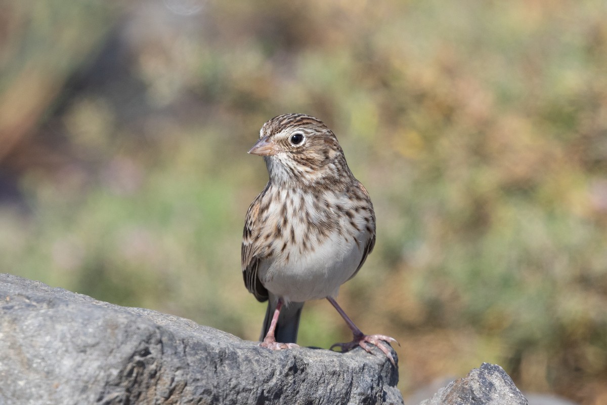 Vesper Sparrow - ML624003379