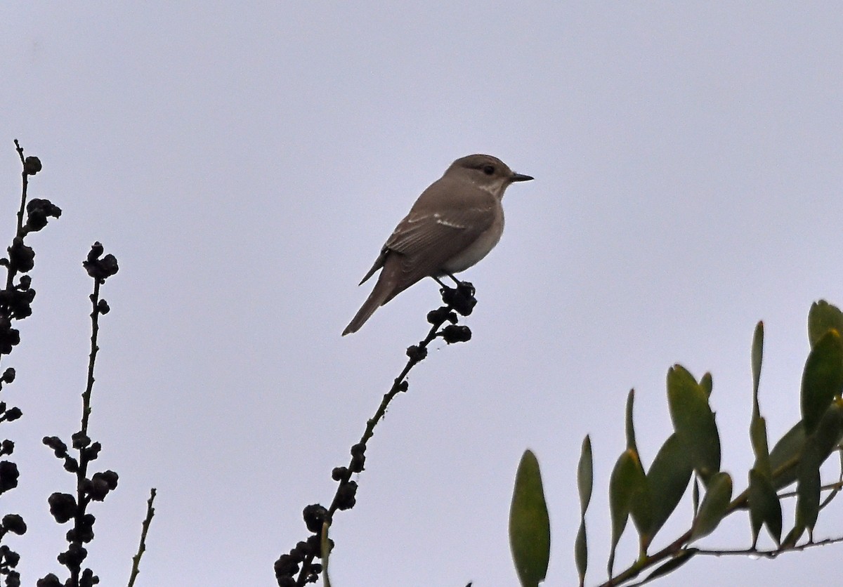 European Pied Flycatcher - ML624003389