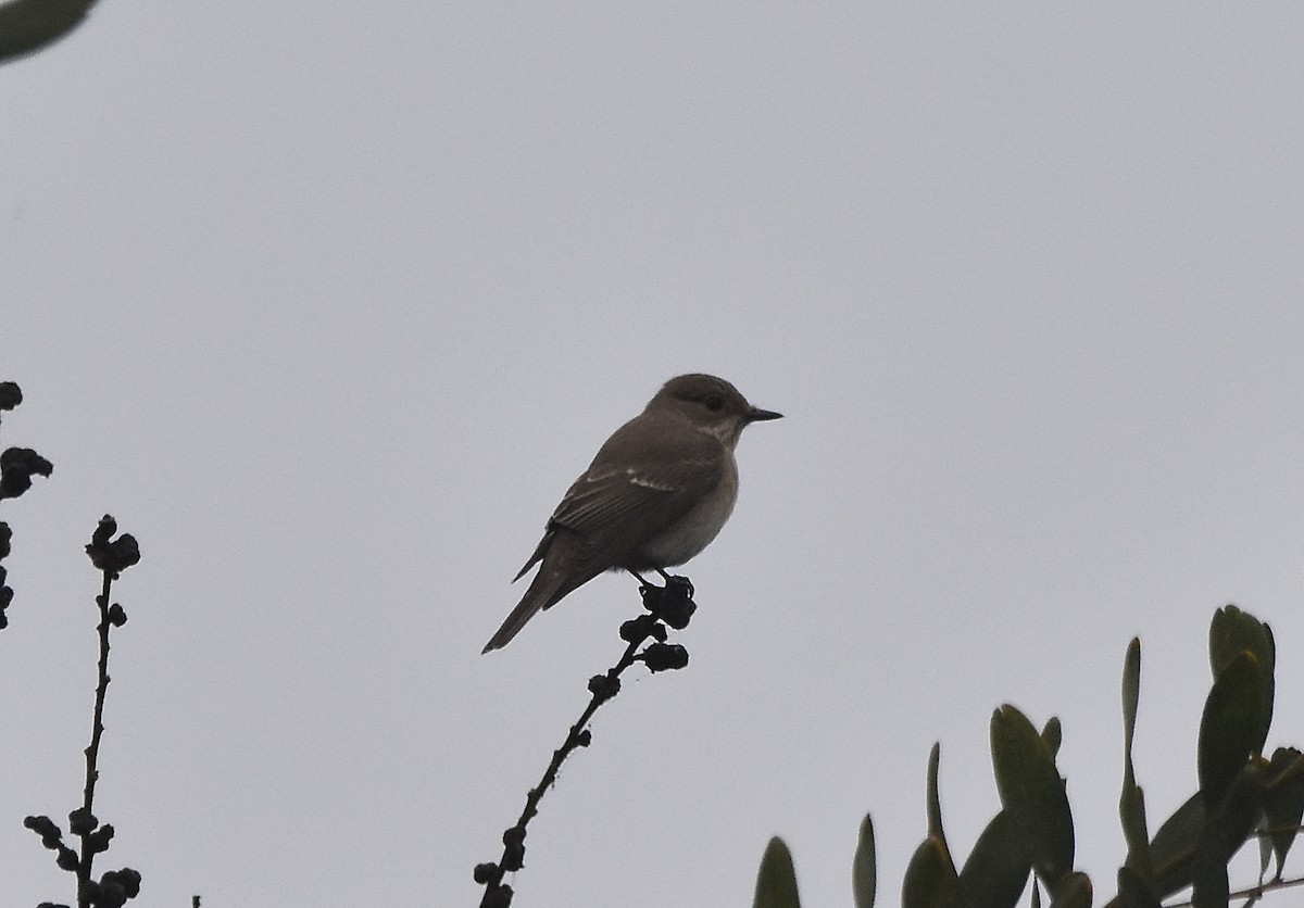 European Pied Flycatcher - ML624003390