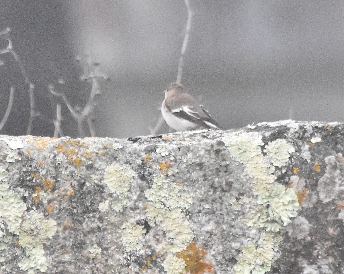 European Pied Flycatcher - ML624003391