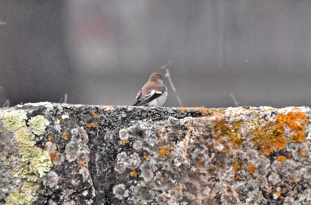 European Pied Flycatcher - ML624003394