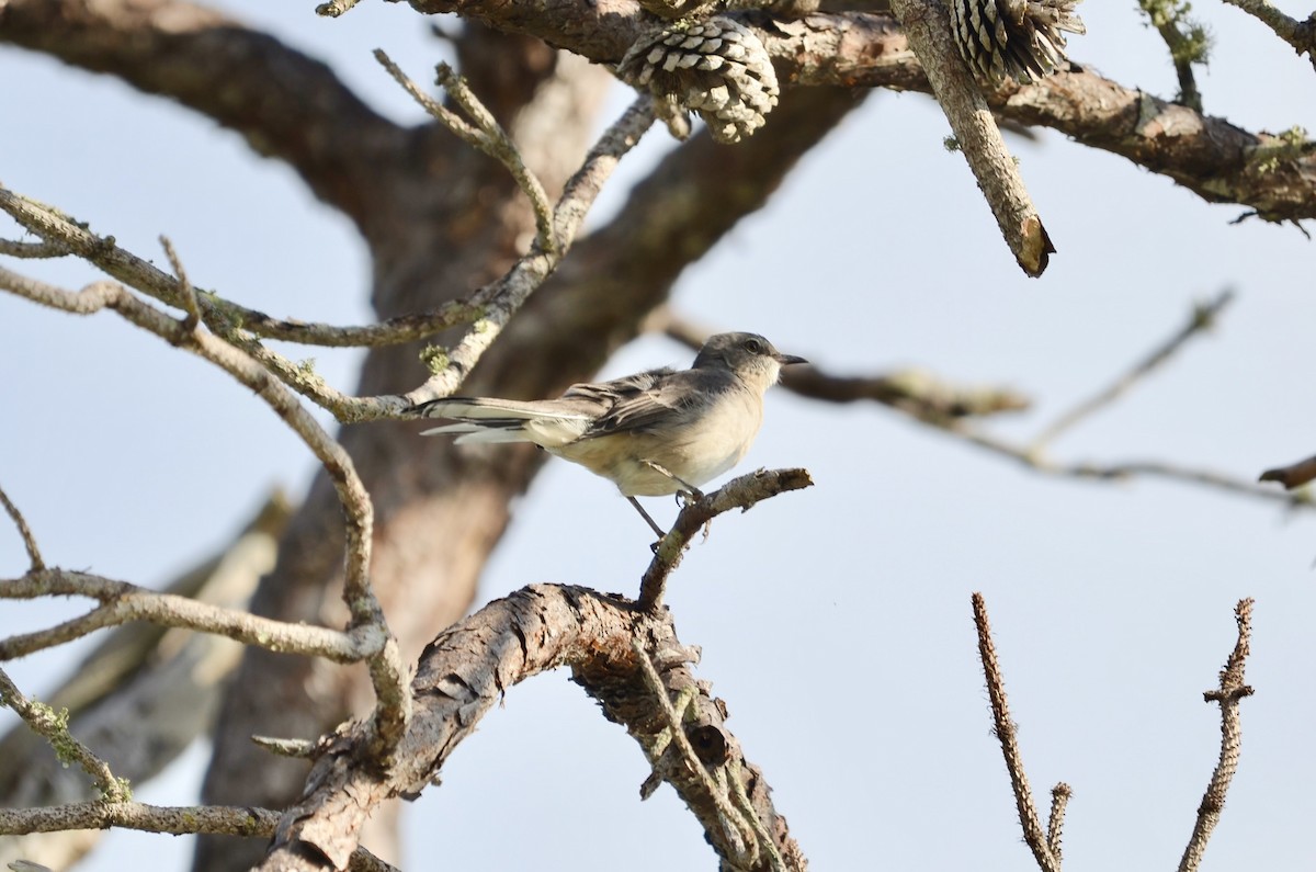 Northern Mockingbird - ML624003408