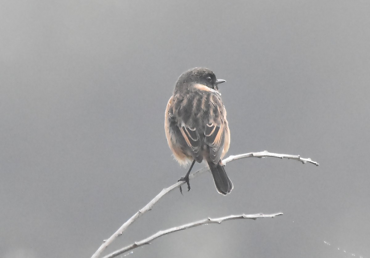 European Stonechat - ML624003418