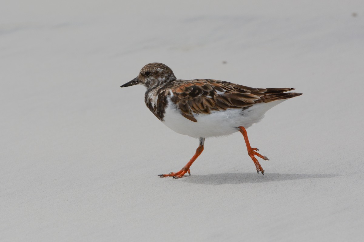 Ruddy Turnstone - ML624003419