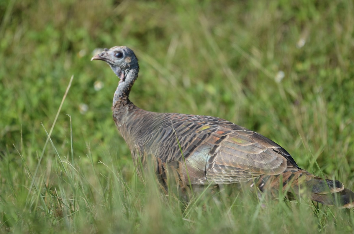 Wild Turkey - ML624003421