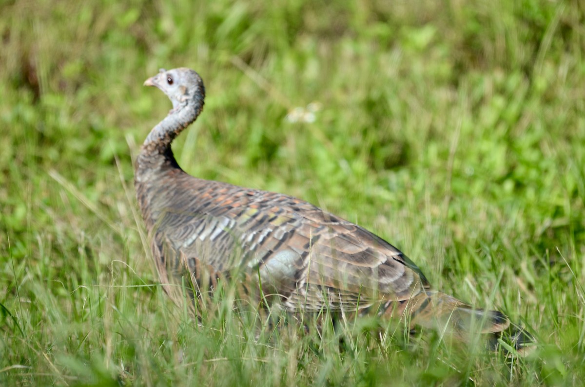 Wild Turkey - Abbie Clarke