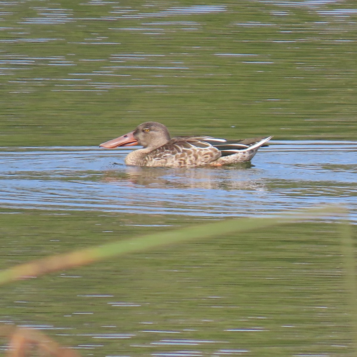 Northern Shoveler - ML624003435