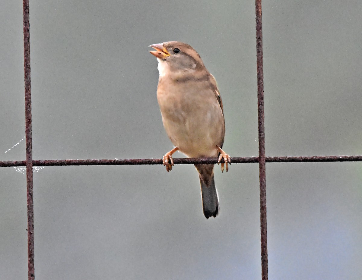 House Sparrow - ML624003440