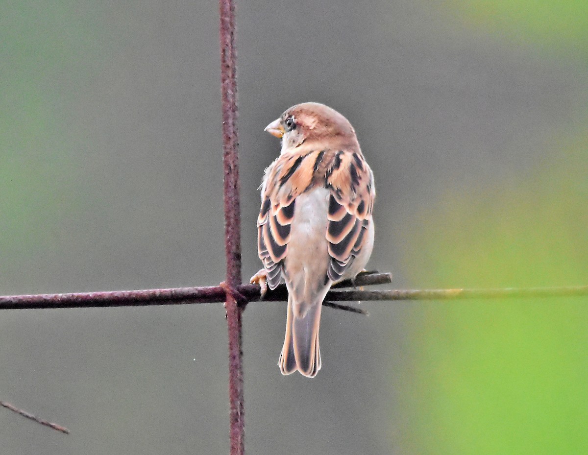 House Sparrow - ML624003442