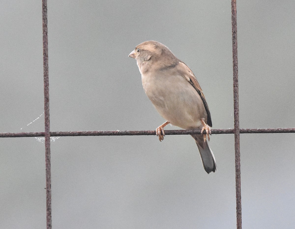 House Sparrow - ML624003443