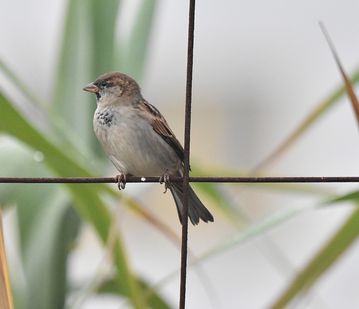 House Sparrow - ML624003445