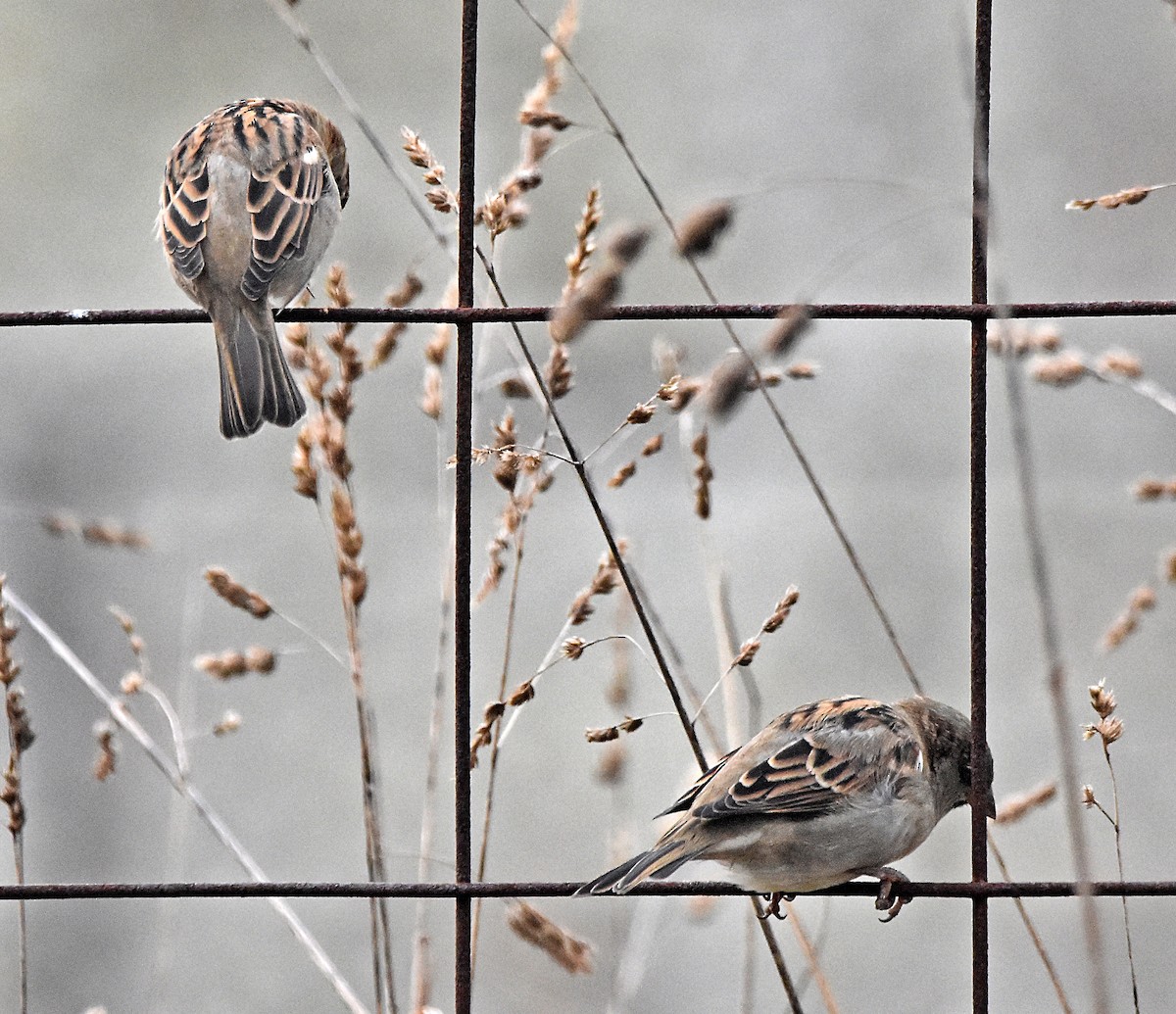 House Sparrow - ML624003446