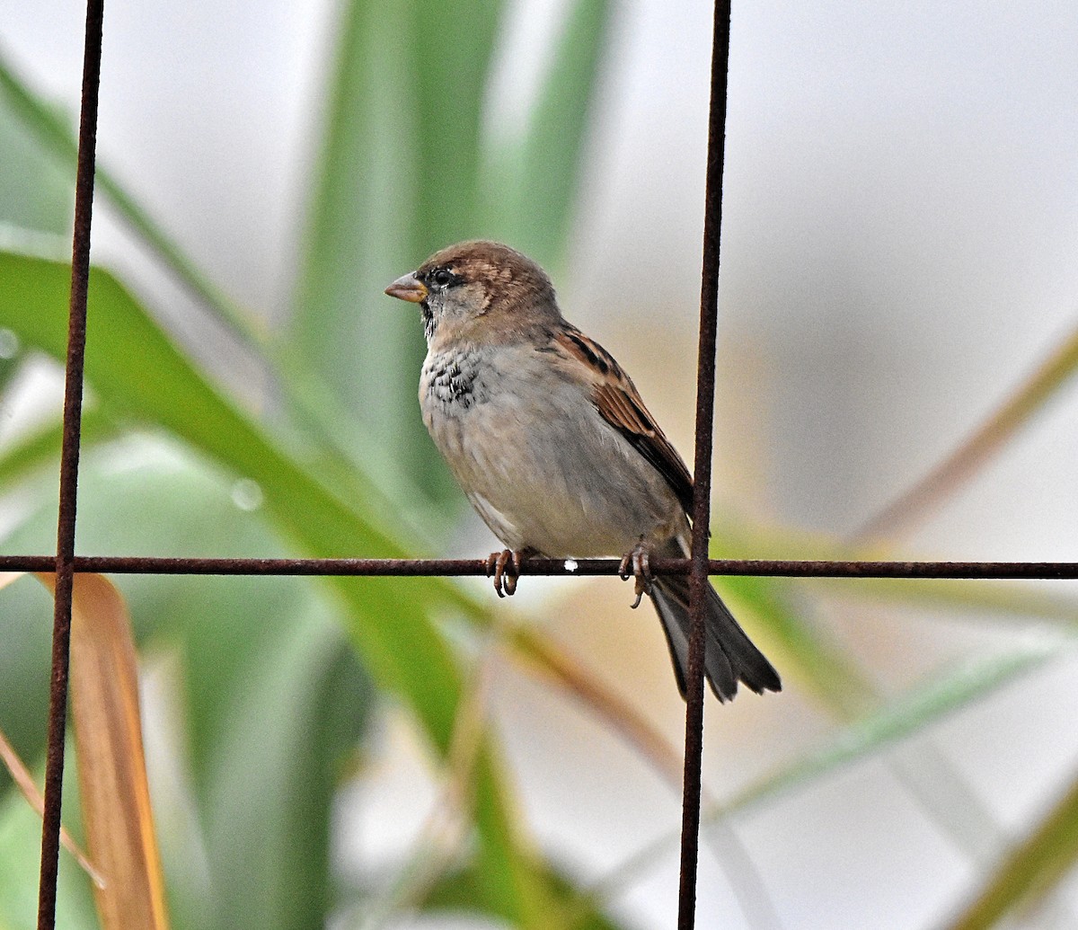 House Sparrow - ML624003448