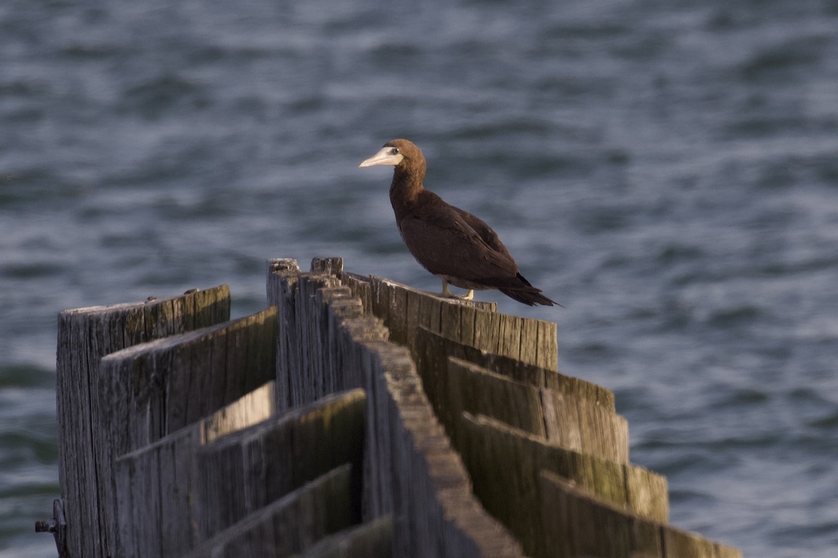 Brown Booby - ML624003461