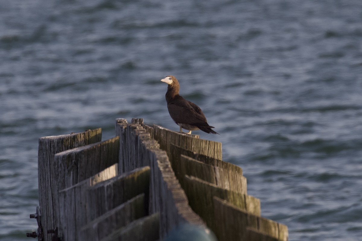 Brown Booby - ML624003462