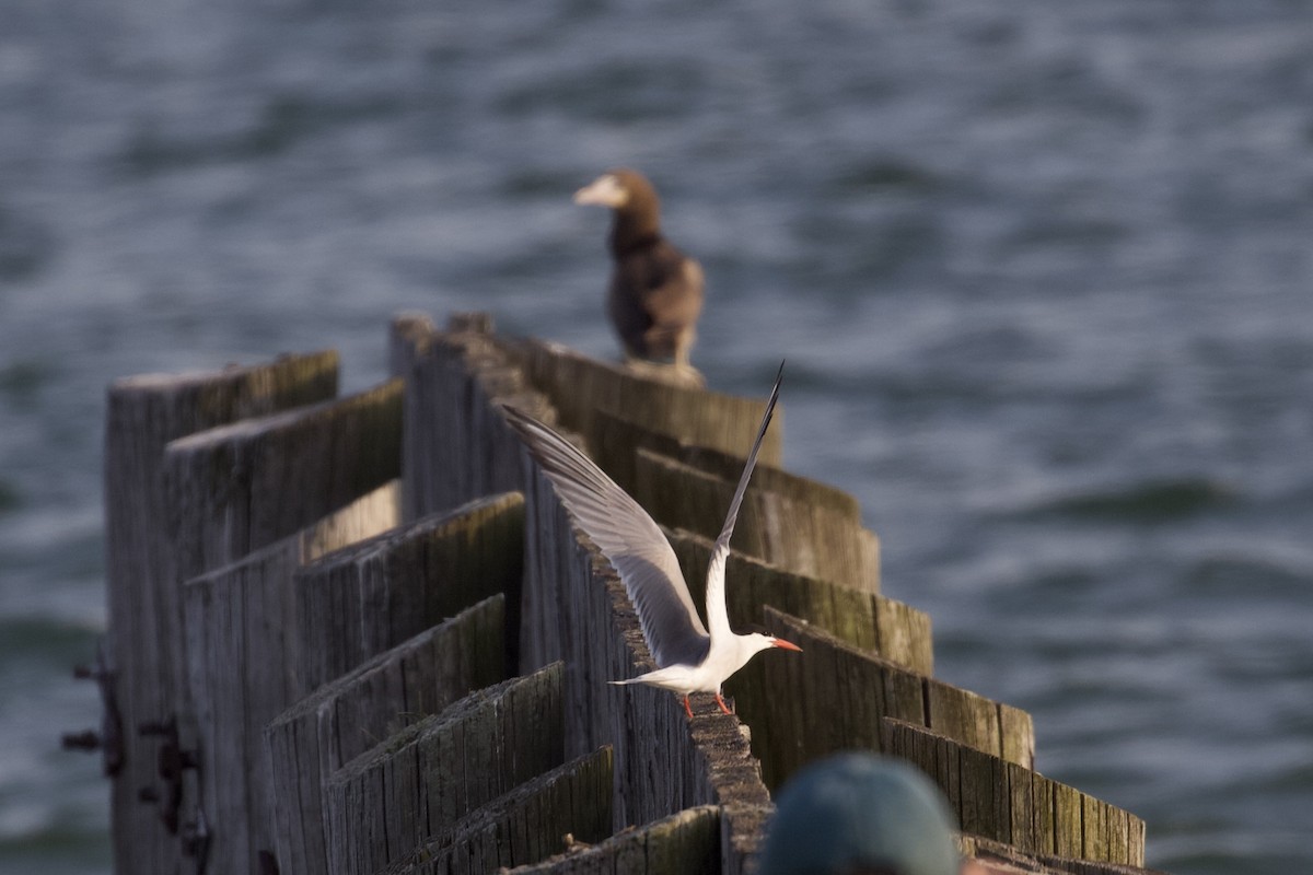 Brown Booby - ML624003463