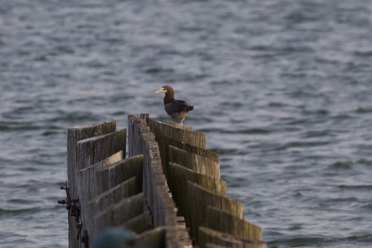 Brown Booby - ML624003464