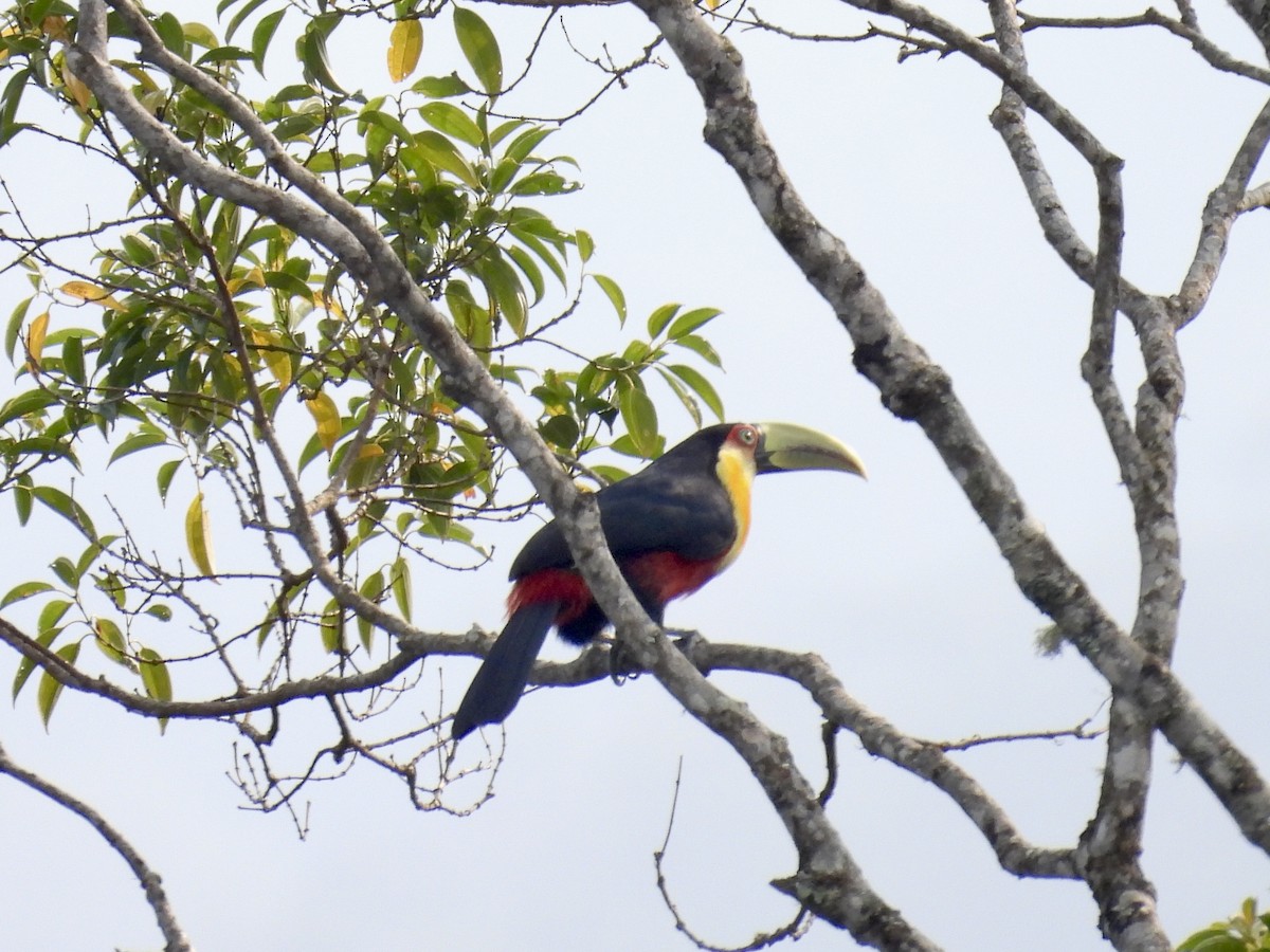 Red-breasted Toucan - ML624003486