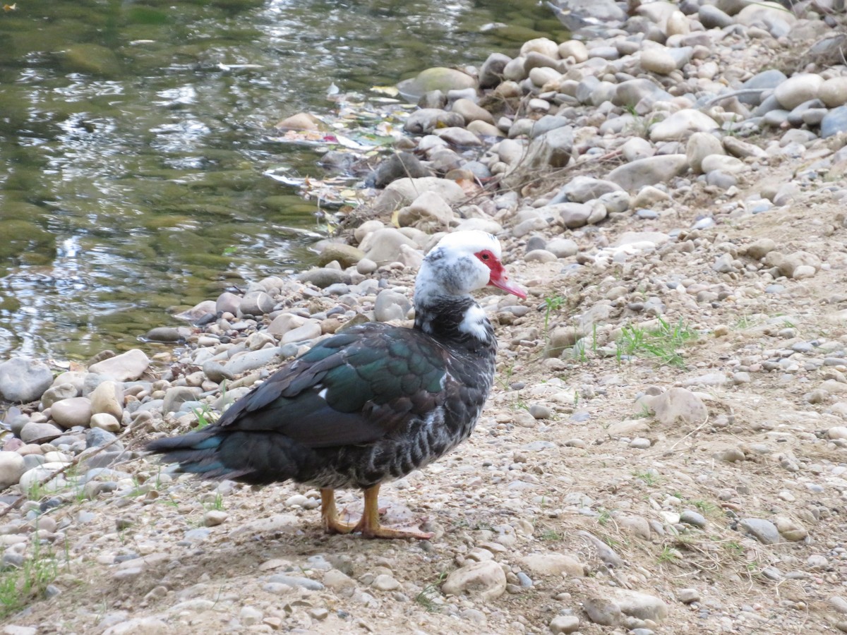 Muscovy Duck (Domestic type) - ML624003505