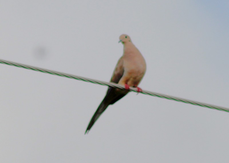 Mourning Dove - Adrian Romo Garcia