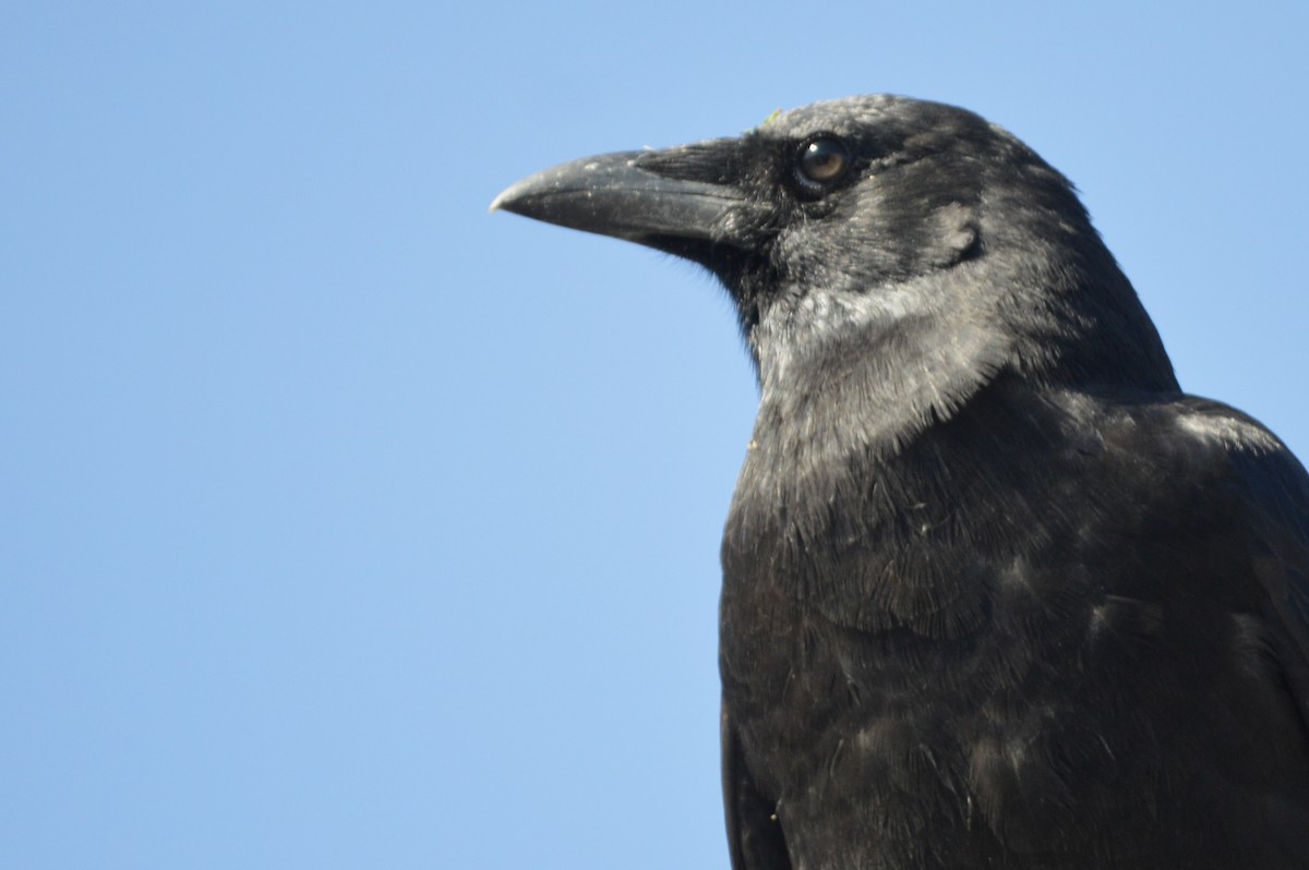 American Crow - ML624003590