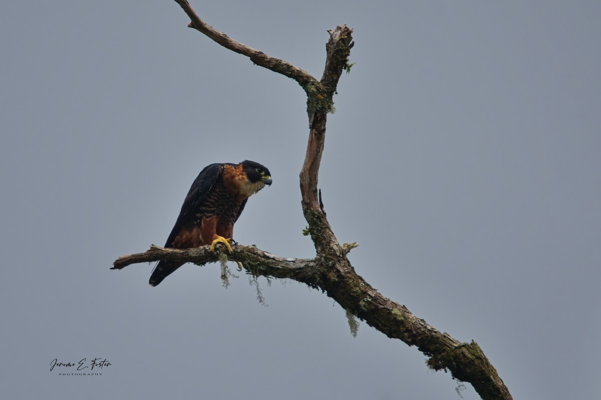 Orange-breasted Falcon - ML624003664