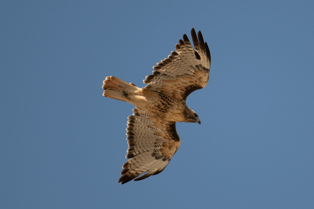 Red-tailed Hawk - ML624003701