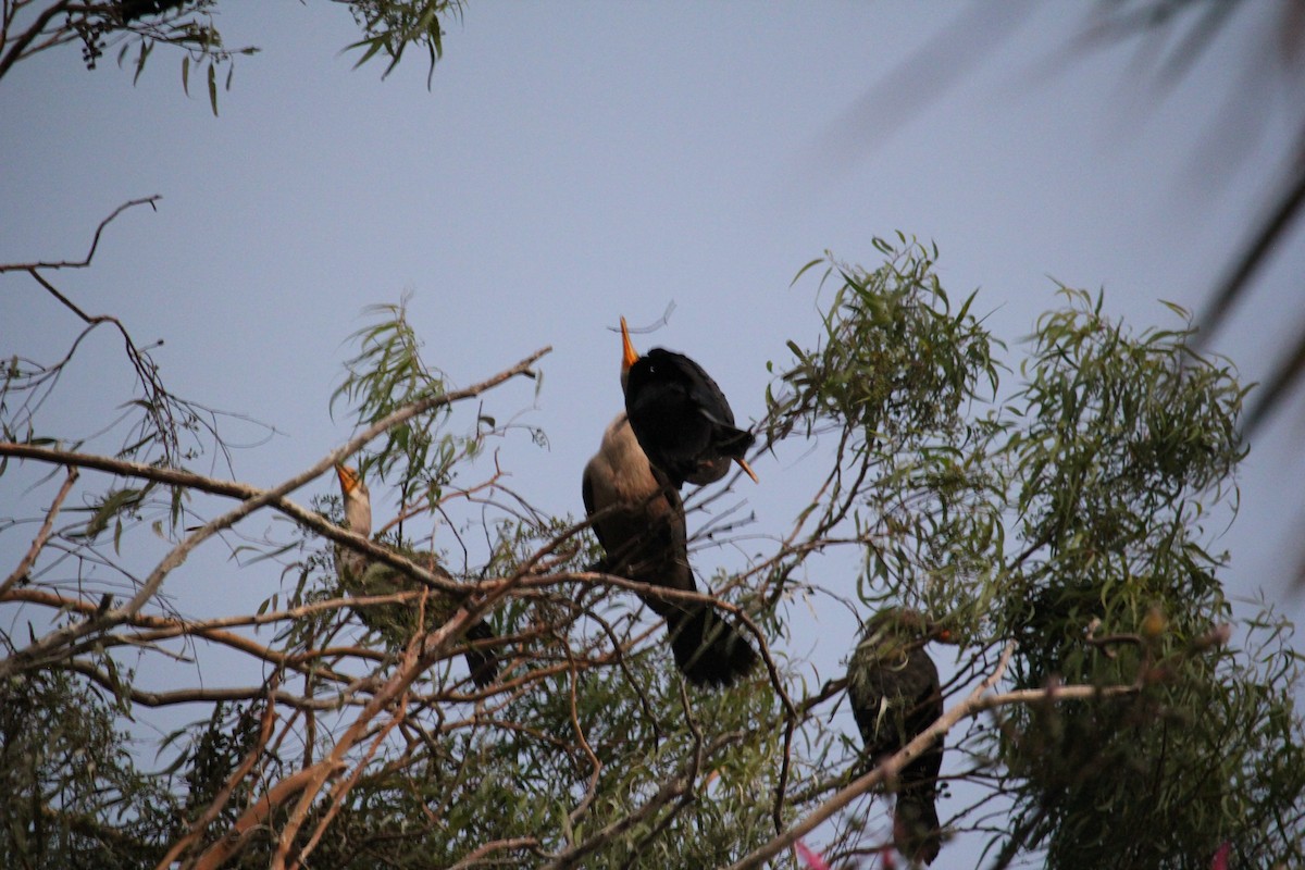 Double-crested Cormorant - Matt Stewart