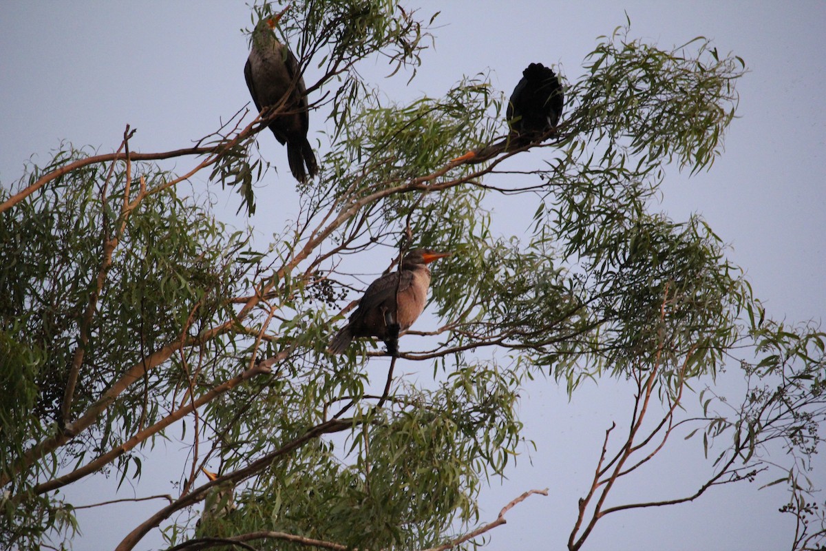 Double-crested Cormorant - ML624003740