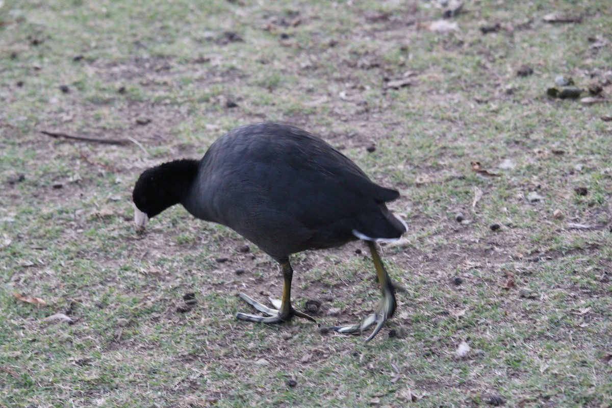 American Coot - ML624003746