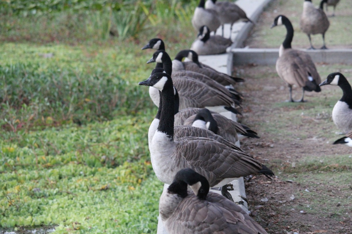 Canada Goose - ML624003756