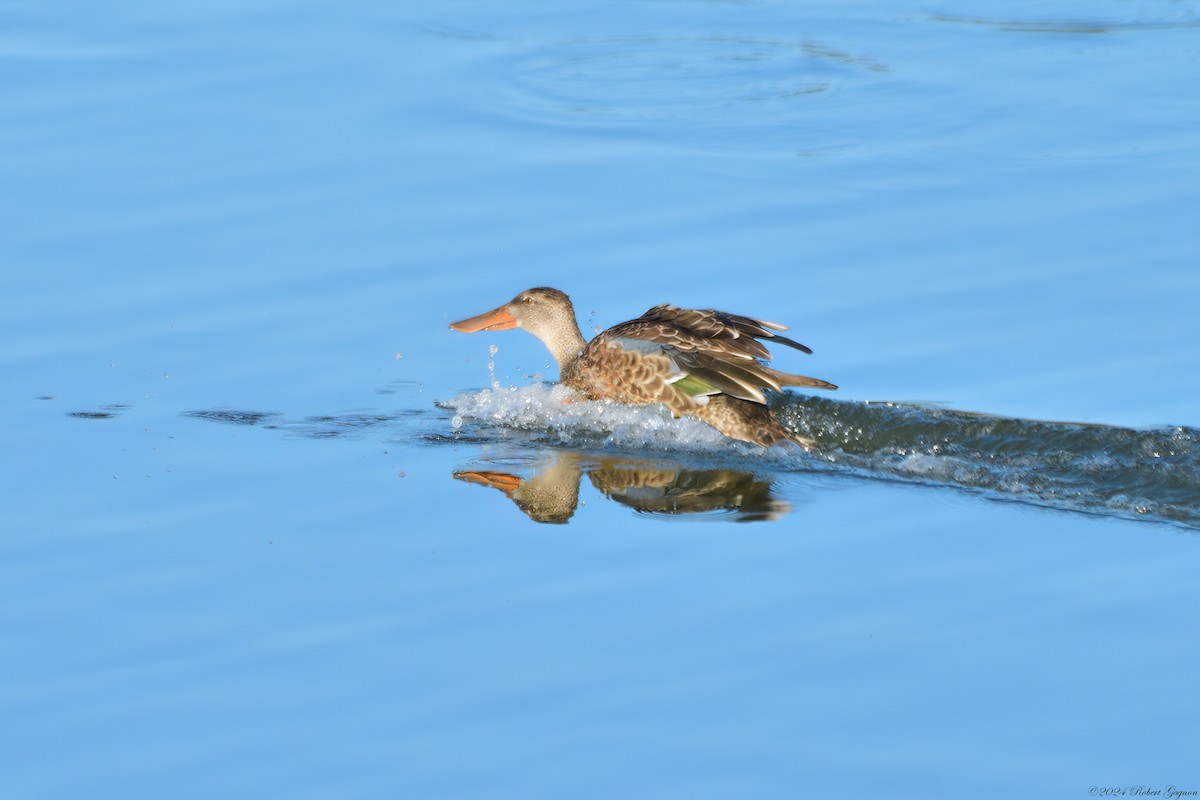 Northern Shoveler - Robert Gagnon