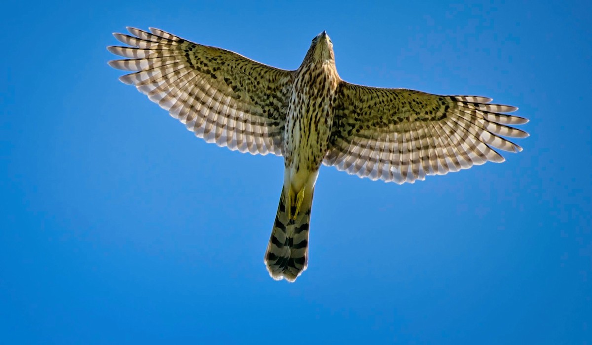 Cooper's Hawk - ML624003804