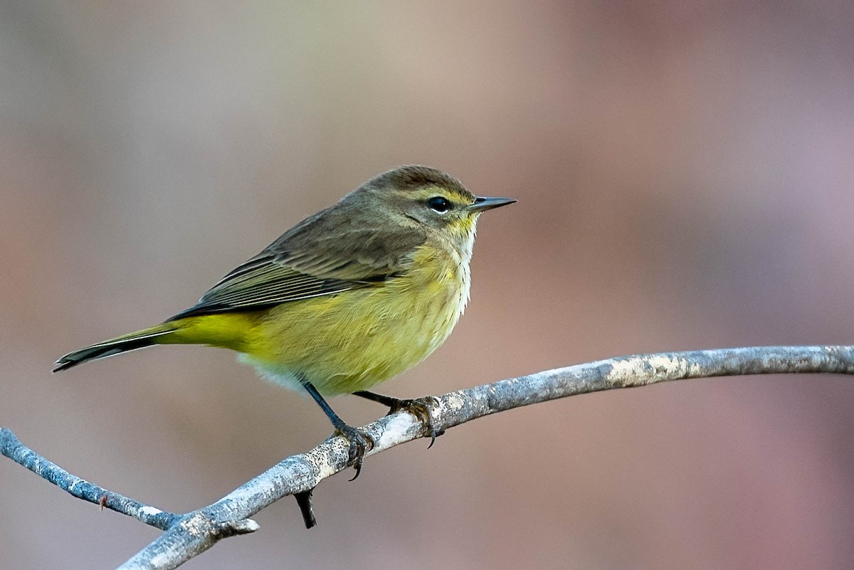 Palm Warbler - ML624003815